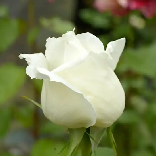 Alb - Trandafiri - Jeanne Moreau® - 